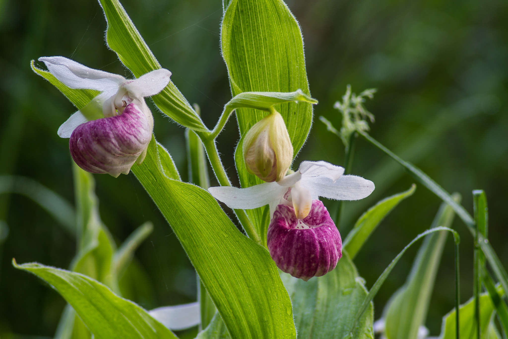 Sony ILCA-77M2 + Tamron SP 24-70mm F2.8 Di VC USD sample photo. Orchids showy lady slipper trio, minnesota photography