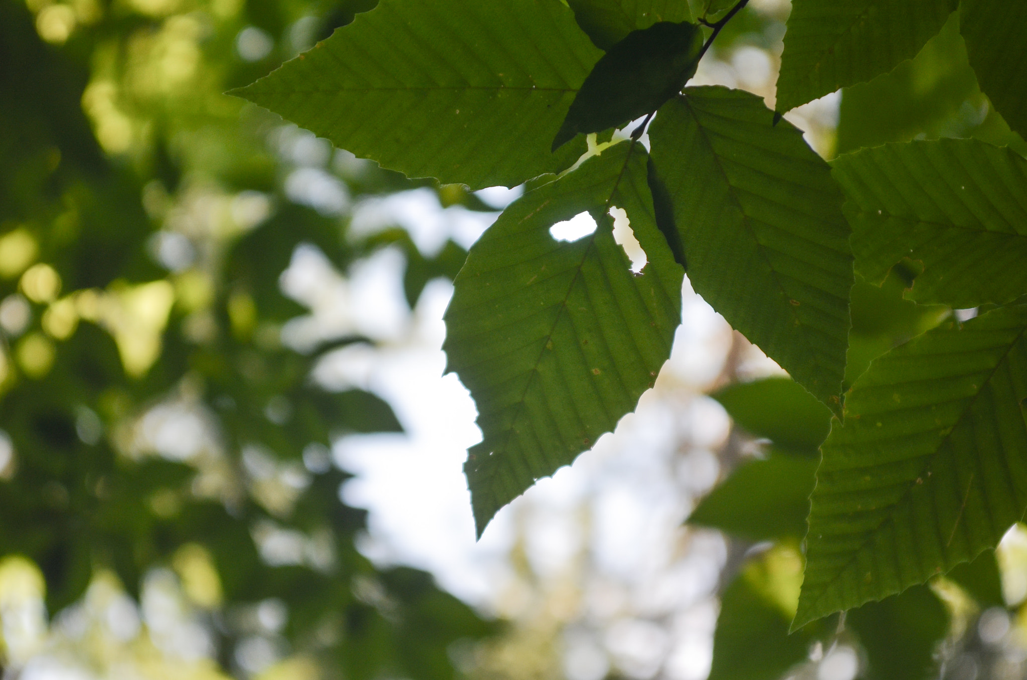 Nikon D5100 sample photo. Looking up photography