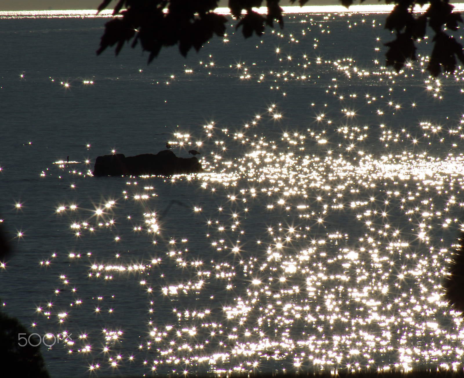 Pentax K-5 sample photo. Birds on a rock photography