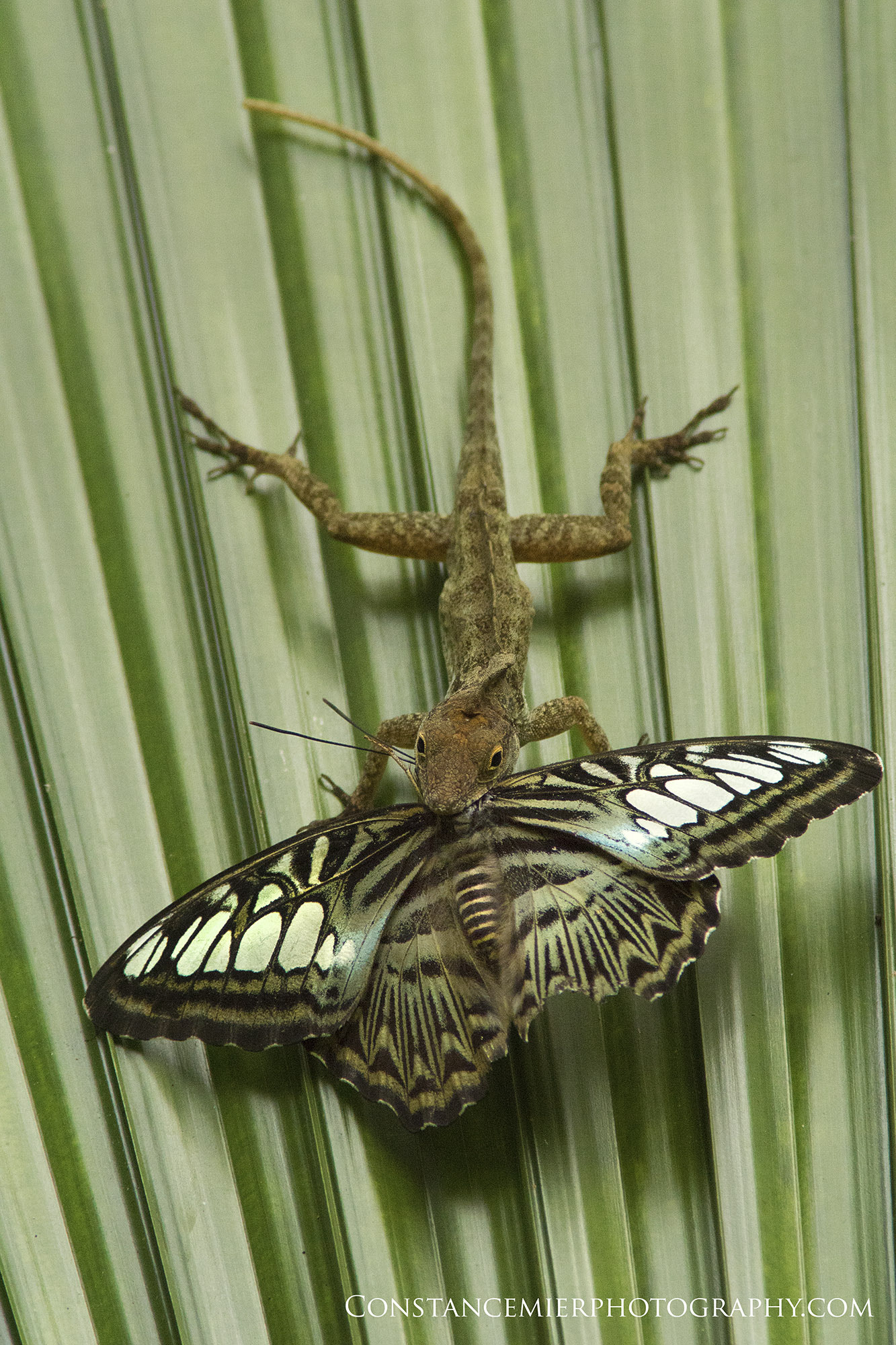 Sony ILCA-77M2 + Minolta AF 300mm F2.8 HS-APO G sample photo. Butterfly for lunch photography