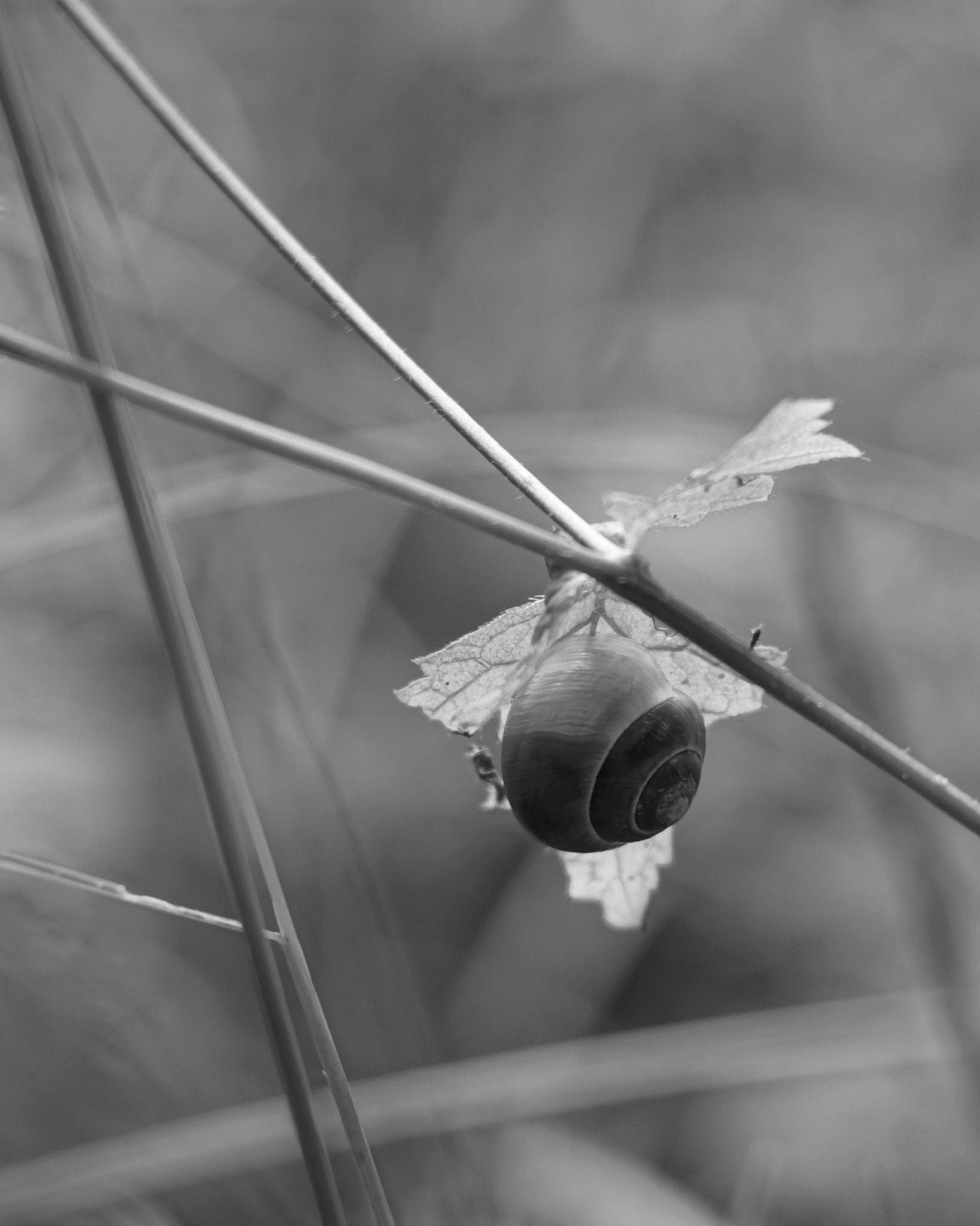 Sony ILCA-77M2 + Sony 85mm F2.8 SAM sample photo. Slug on a tree photography