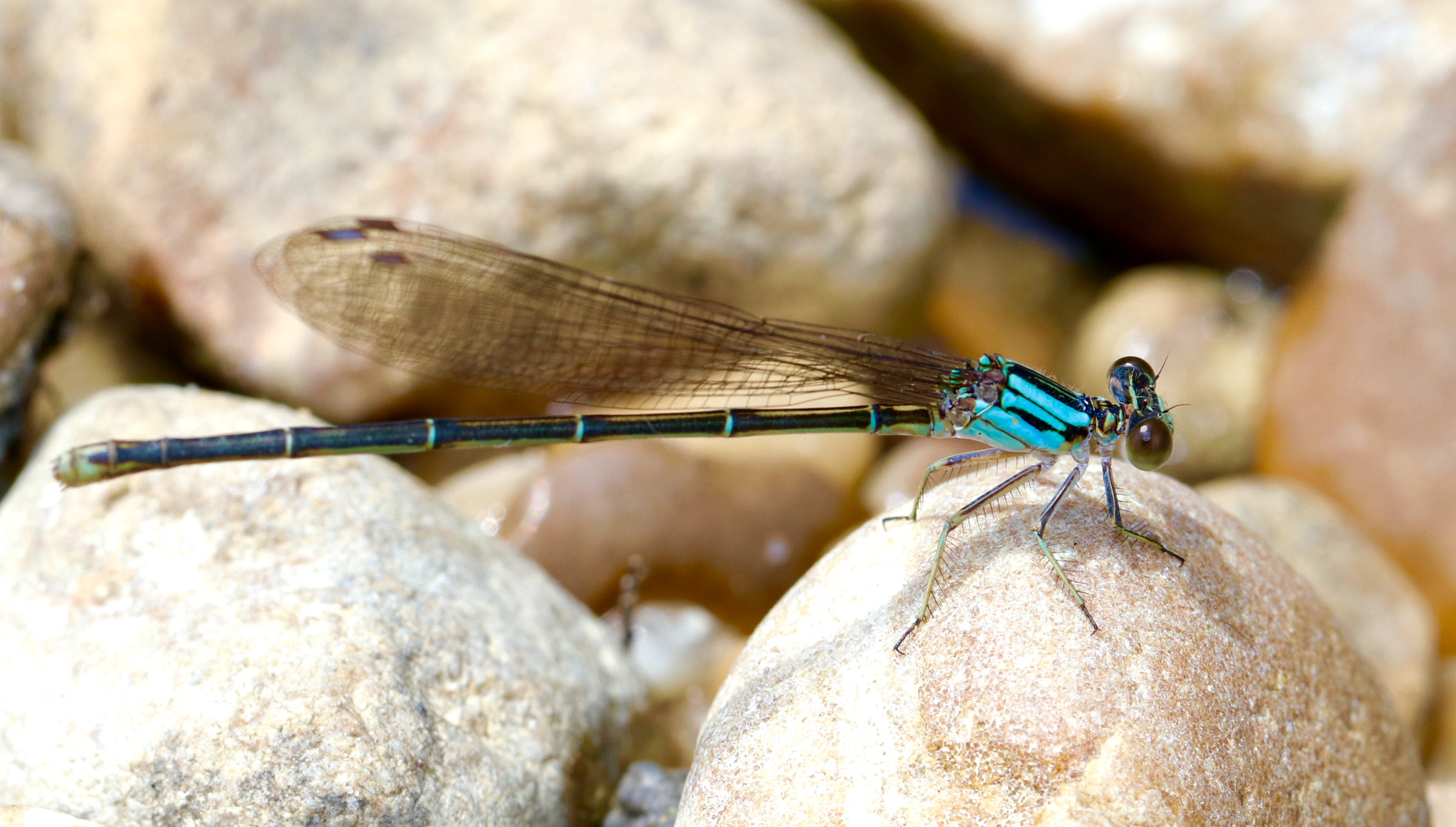 Canon EOS 80D + Canon EF 100mm F2.8L Macro IS USM sample photo. Damsel in teal photography