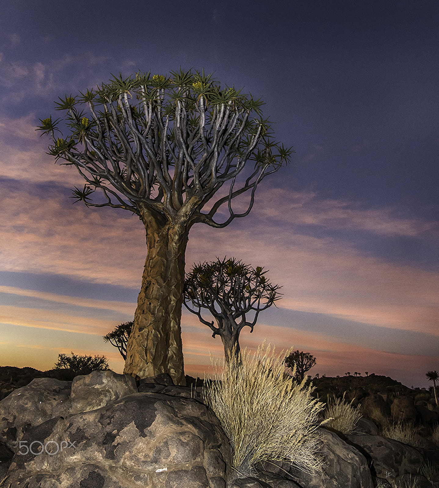 Nikon D500 sample photo. Sun going down in the quiver tree forrest photography