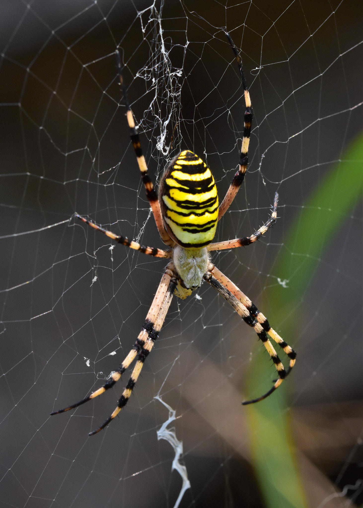 Sigma 105mm F2.8 EX DG OS HSM sample photo. Argiope photography