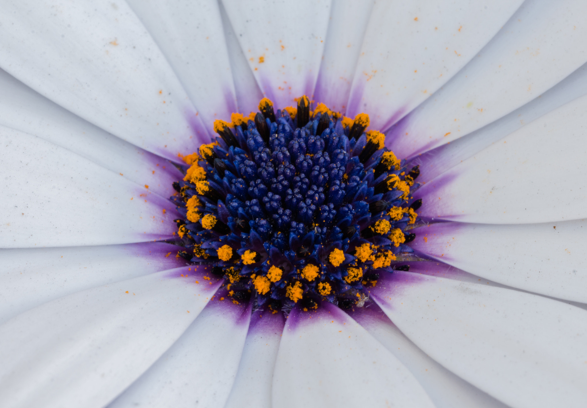 Canon EF 100mm F2.8L Macro IS USM sample photo. Flower photography