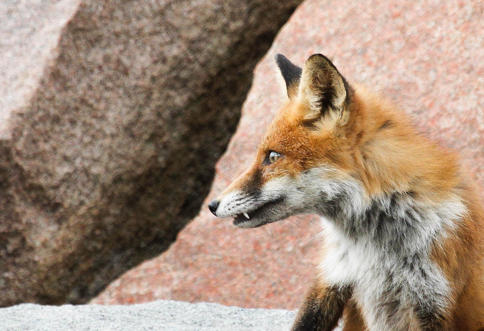 Canon EF 100-400mm F4.5-5.6L IS USM sample photo. Fox photography