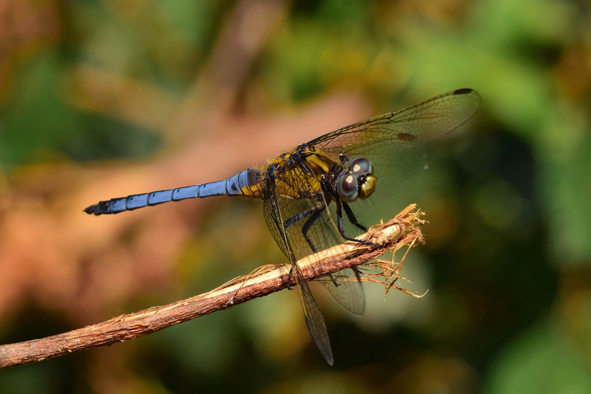 Sigma 105mm F2.8 EX DG OS HSM sample photo. Are you telling me? photography