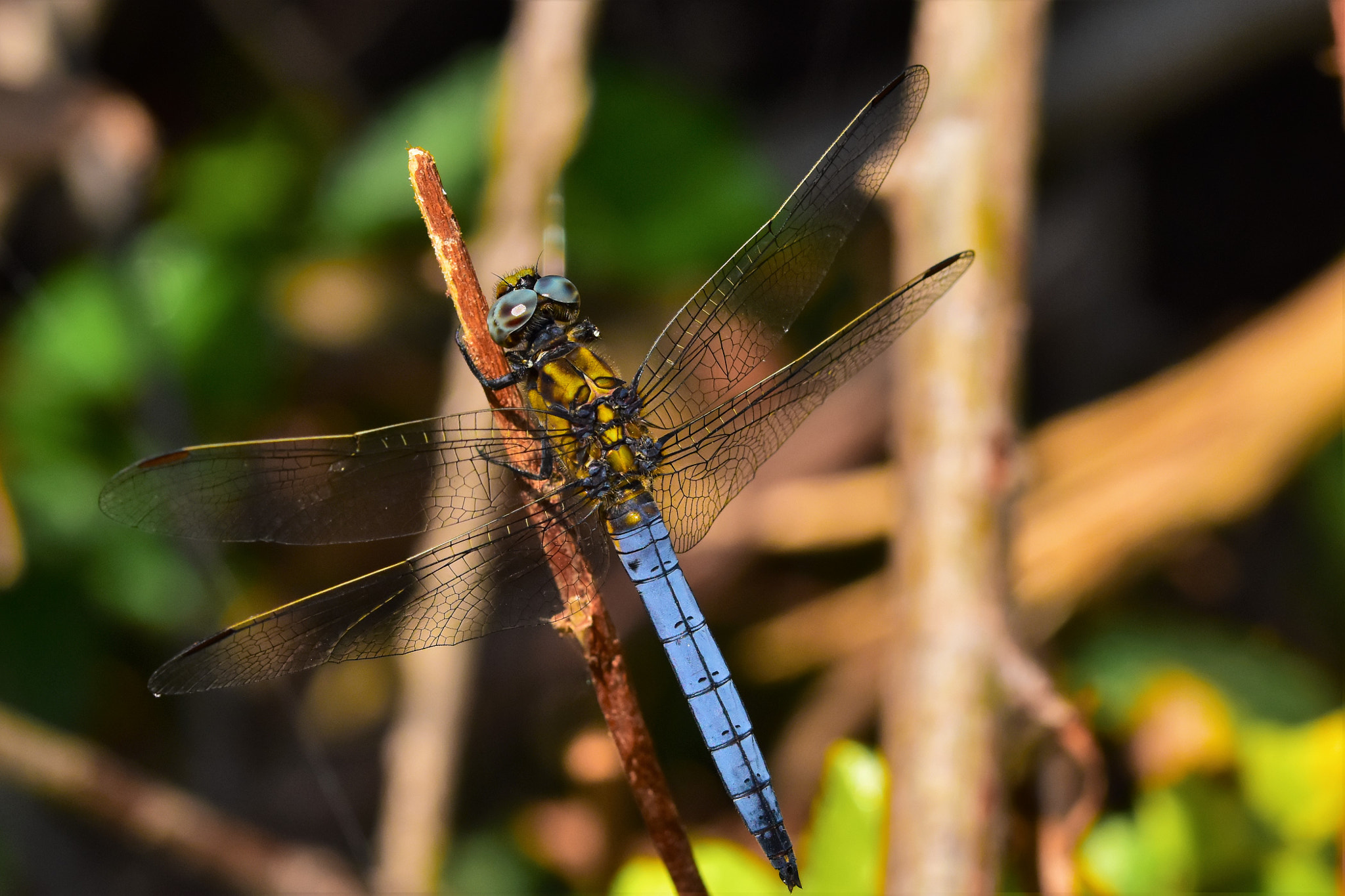 Sigma 105mm F2.8 EX DG OS HSM sample photo. Beginning holydays! ^_^ photography