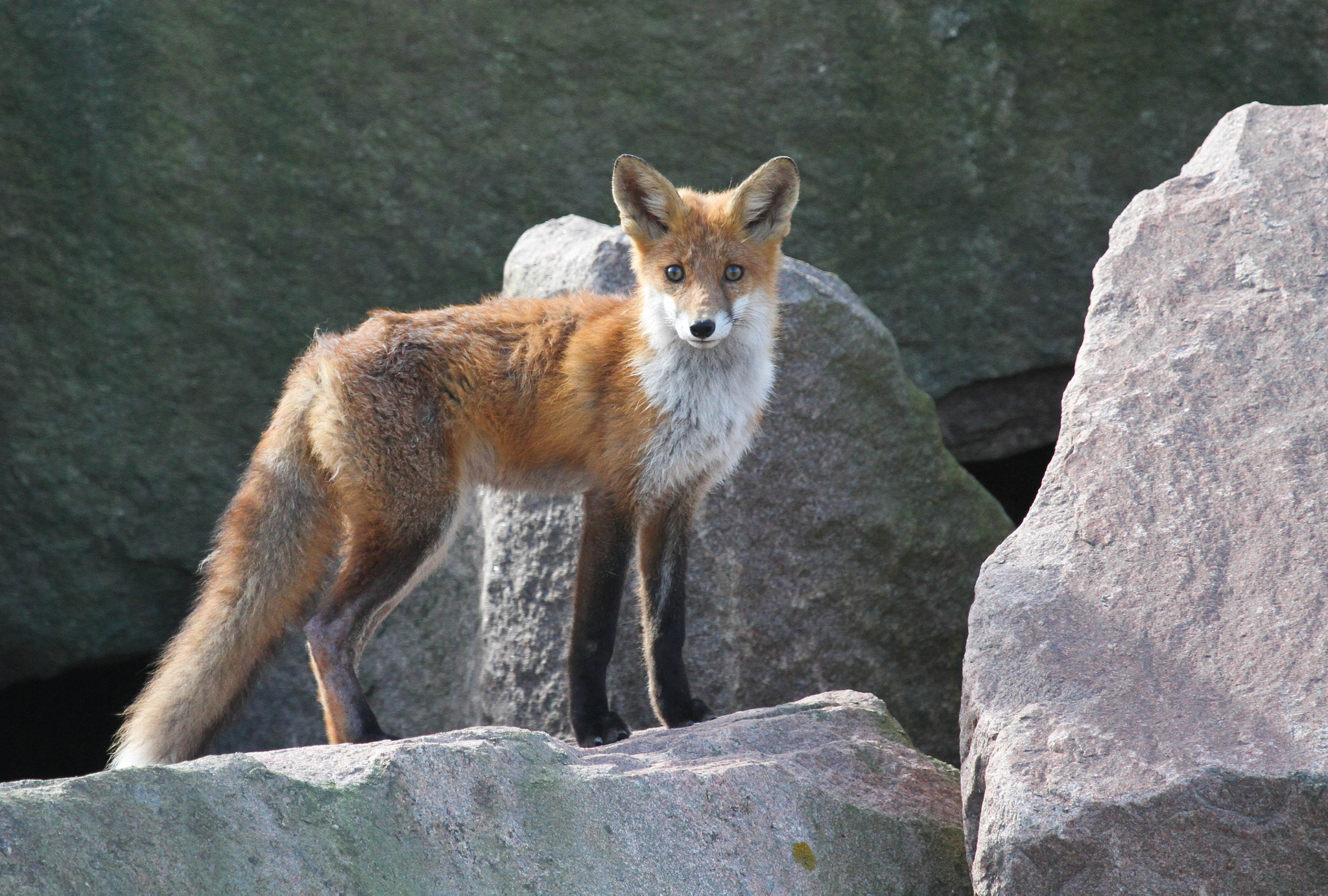 Canon EF 100-400mm F4.5-5.6L IS USM sample photo. Fox photography