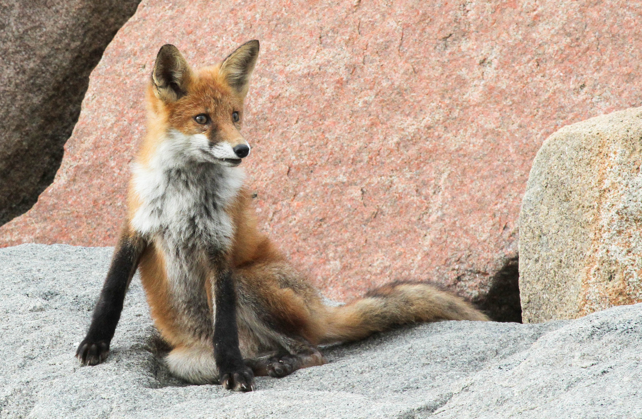 Canon EF 100-400mm F4.5-5.6L IS USM sample photo. Fox photography