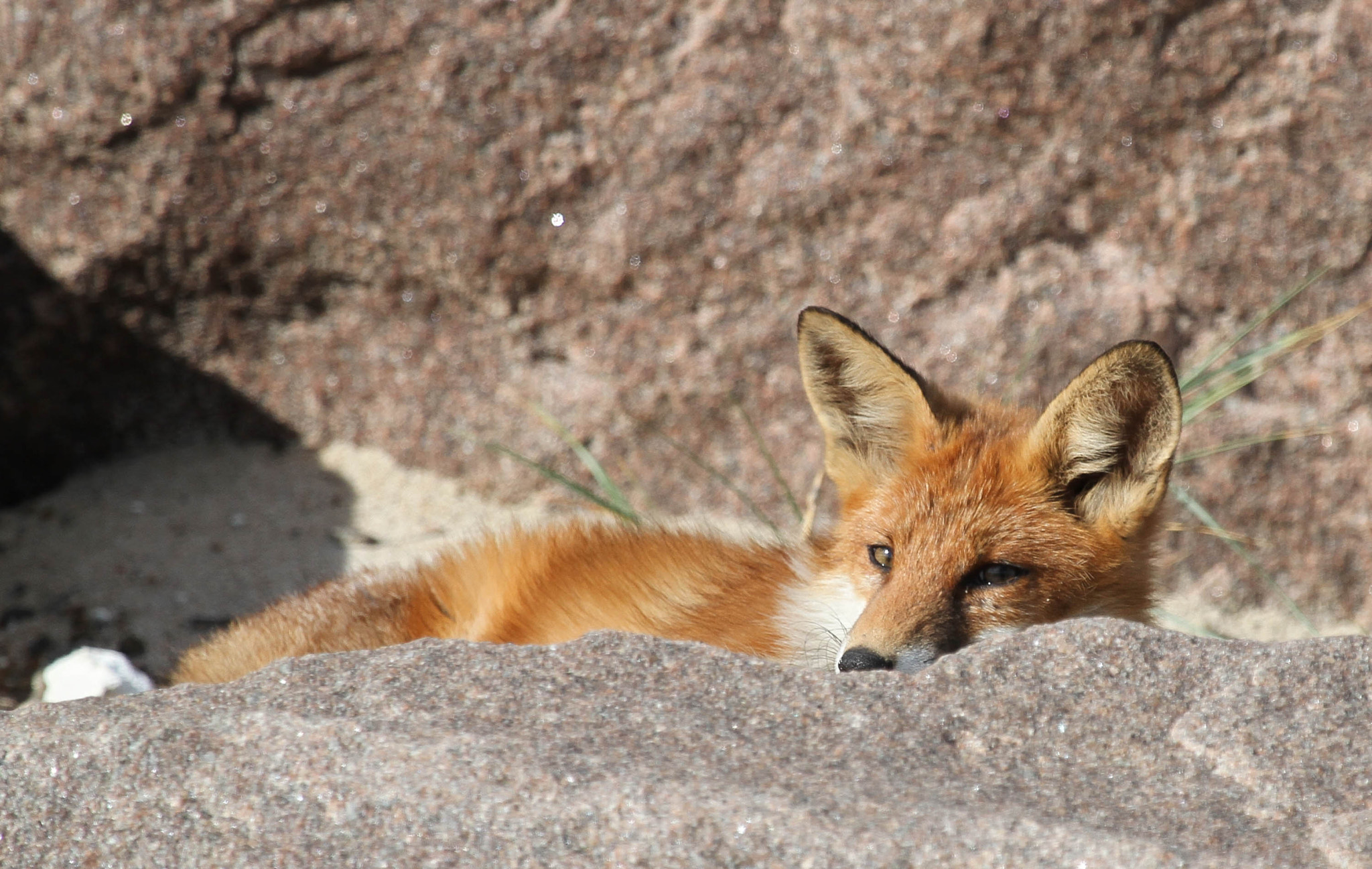 Canon EF 100-400mm F4.5-5.6L IS USM sample photo. Fox photography