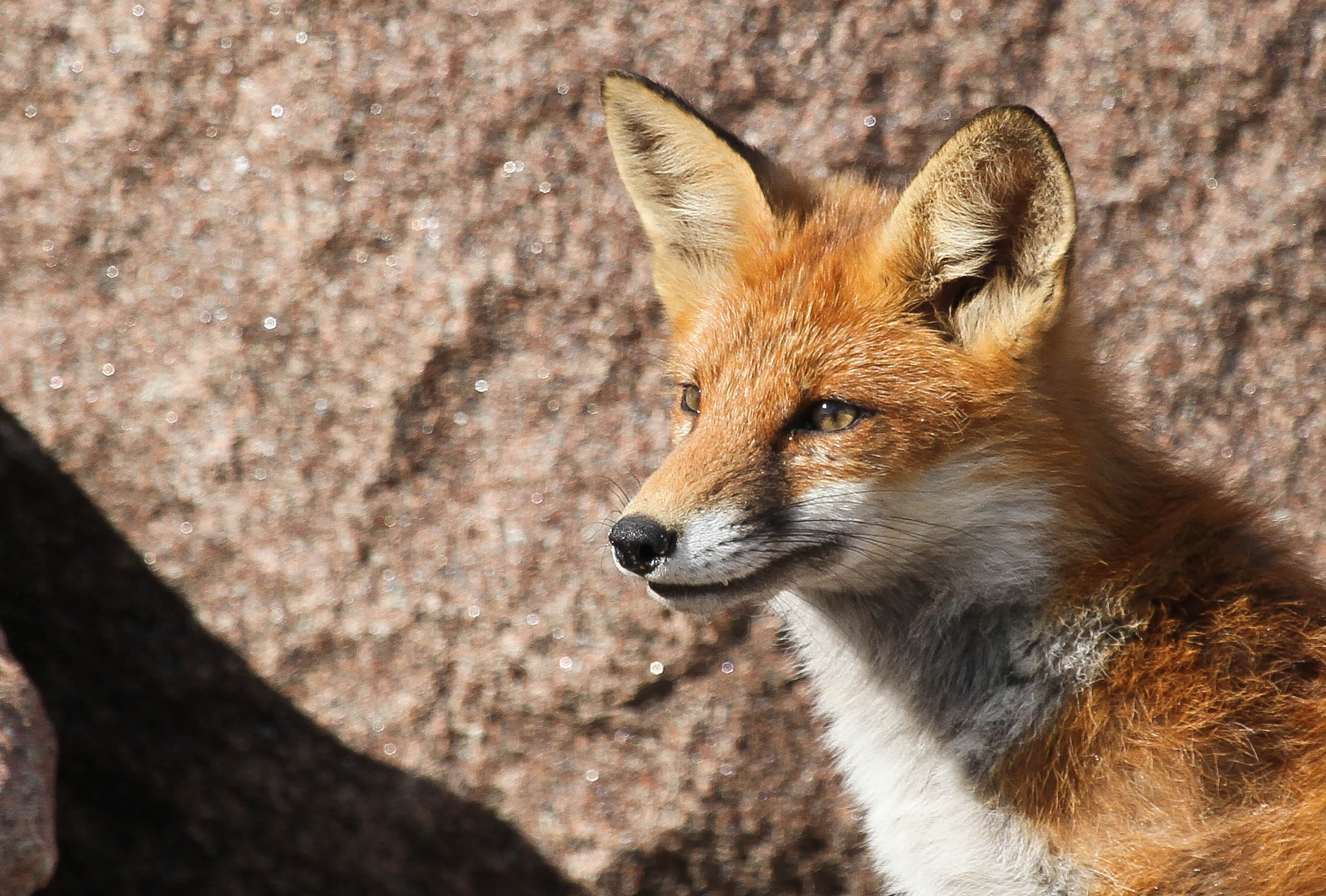Canon EF 100-400mm F4.5-5.6L IS USM sample photo. Fox photography