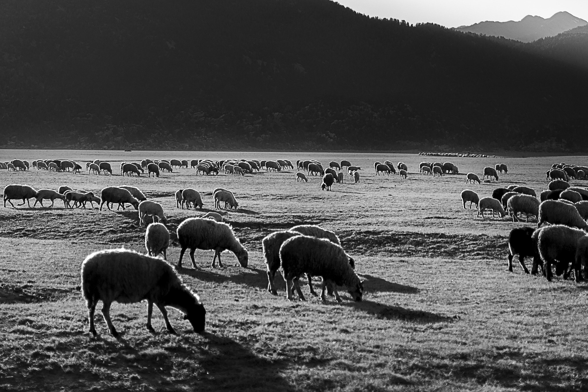 Canon EOS 650D (EOS Rebel T4i / EOS Kiss X6i) + Sigma 24-70mm F2.8 EX DG Macro sample photo. Wild sheep shadow photography