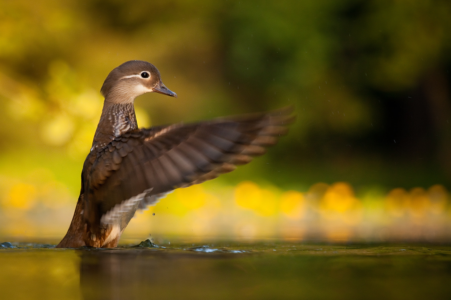 Canon EOS 5D Mark II sample photo. Mandarin duck photography