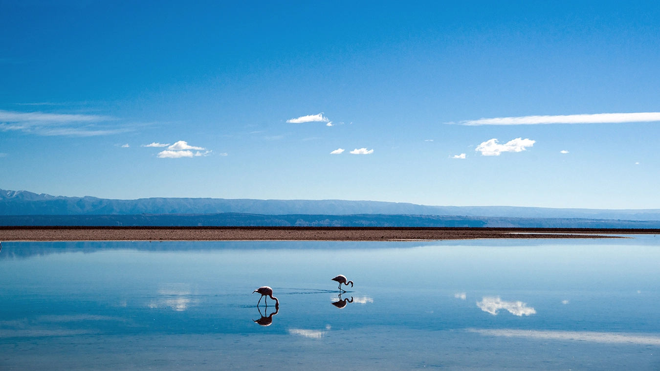 Sony Alpha DSLR-A900 + 35-70mm F4 sample photo. Flamingos and clouds photography