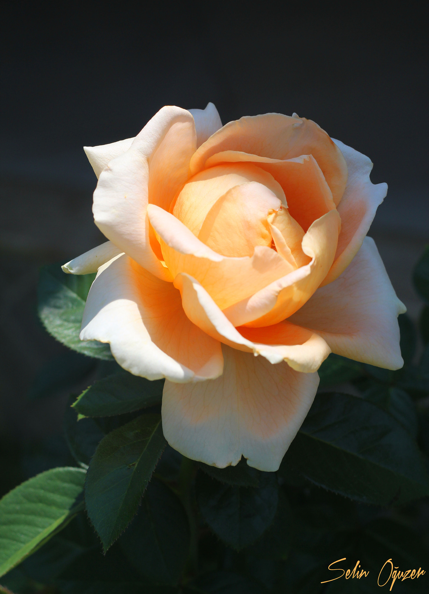 Canon EOS 600D (Rebel EOS T3i / EOS Kiss X5) + Canon EF 50mm F1.8 II sample photo. Beauty photography