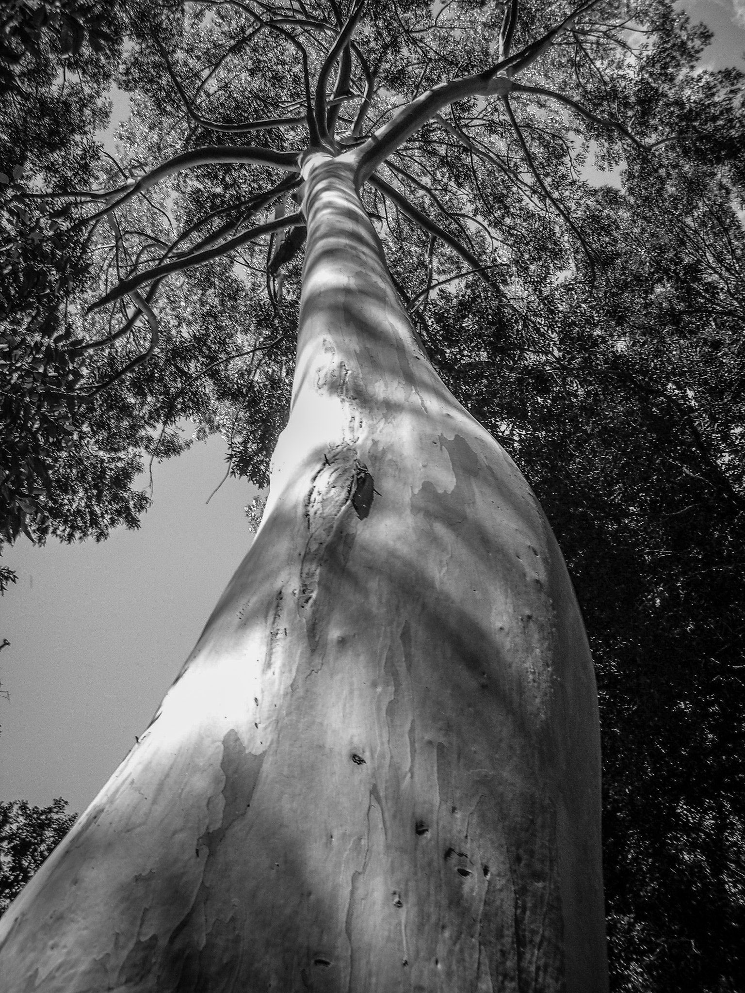 Pentax OPTIO S10 sample photo. Tree photography