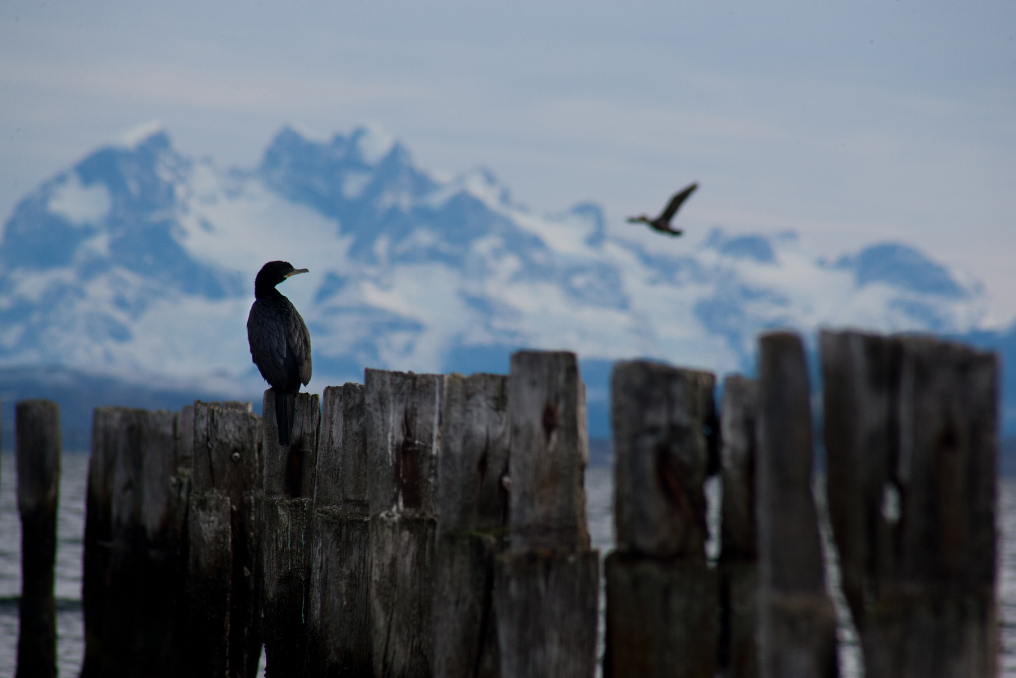 Canon EOS-1Ds Mark II sample photo. Aves photography
