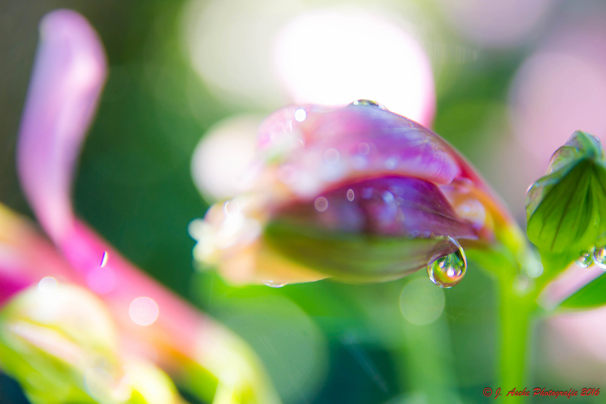 Canon EOS 650D (EOS Rebel T4i / EOS Kiss X6i) sample photo. Makro flower photography