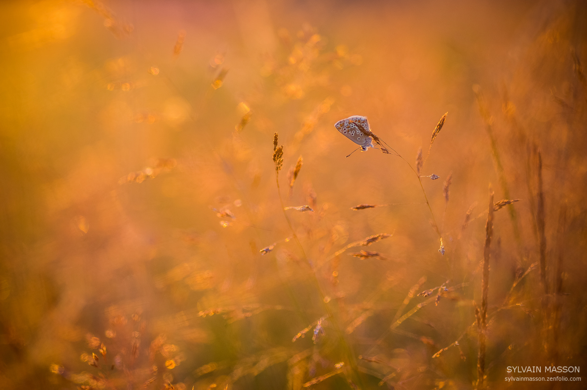 Pentax K-3 + Tamron SP AF 90mm F2.8 Di Macro sample photo. Chaleur photography