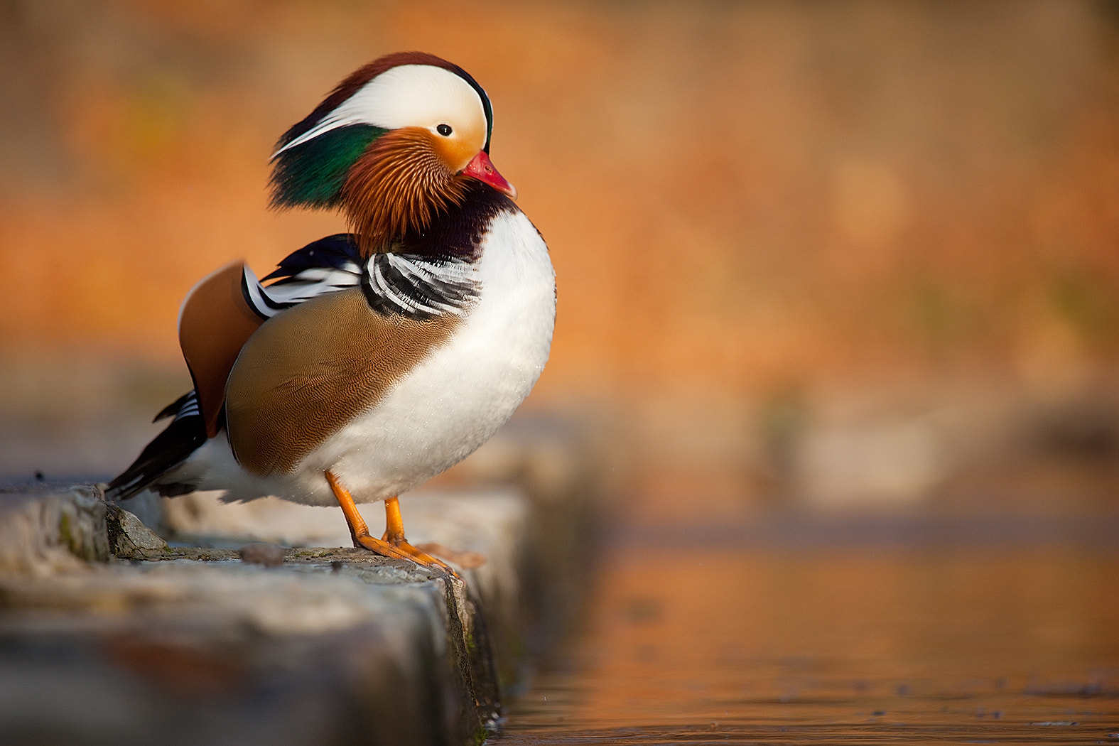 Canon EOS 5D Mark II sample photo. Mandarin duck photography