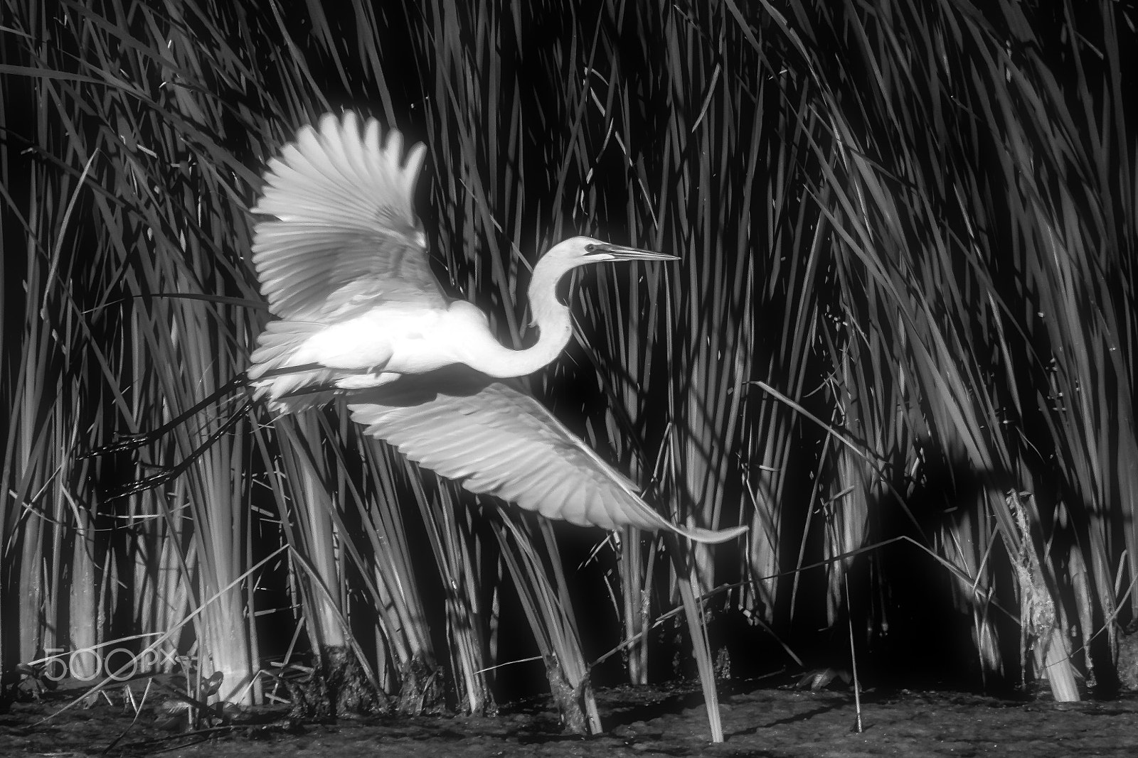 Canon EF 100-400mm F4.5-5.6L IS USM sample photo. Bw great egret photography
