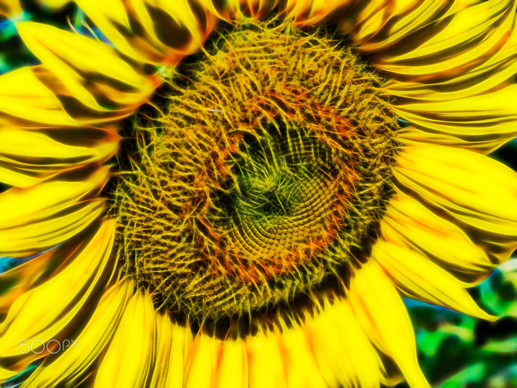 Olympus E-5 + OLYMPUS 50mm Lens sample photo. Sunflower modified photography