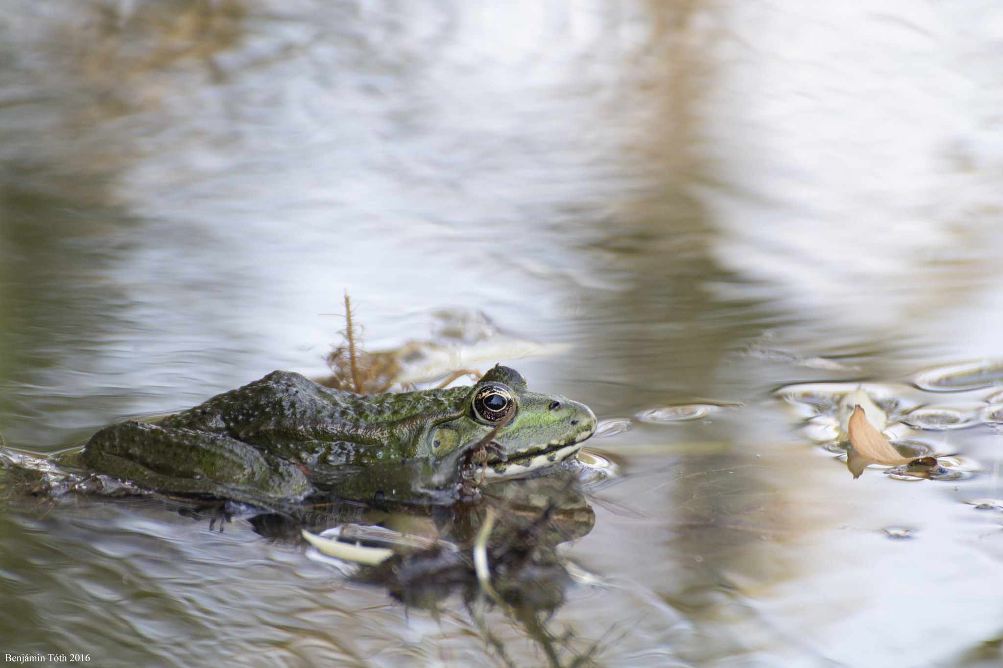 Canon EOS 750D (EOS Rebel T6i / EOS Kiss X8i) sample photo. Pond gazer photography