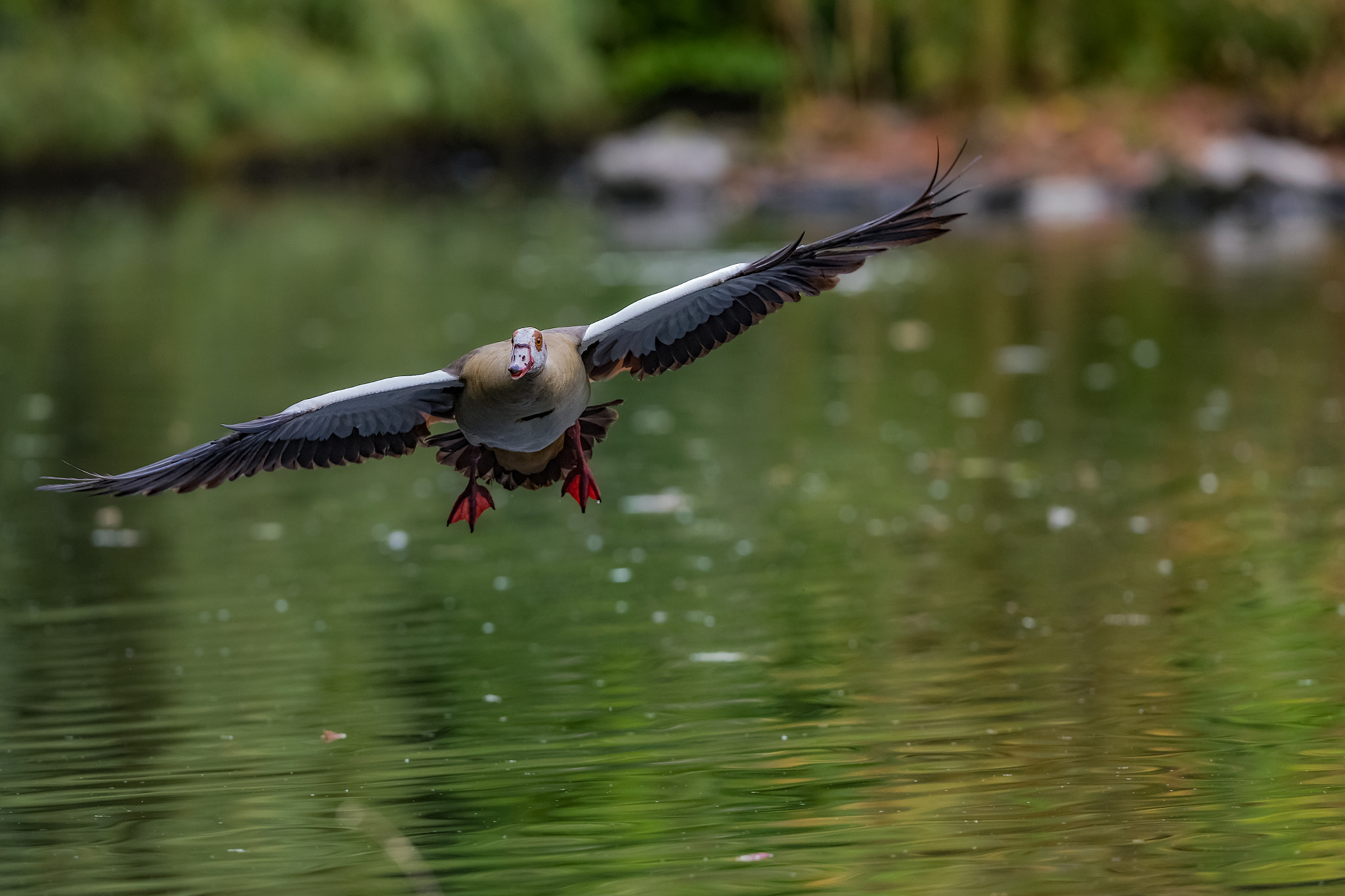 Canon EF 300mm F2.8L IS II USM sample photo. Nil goose... photography