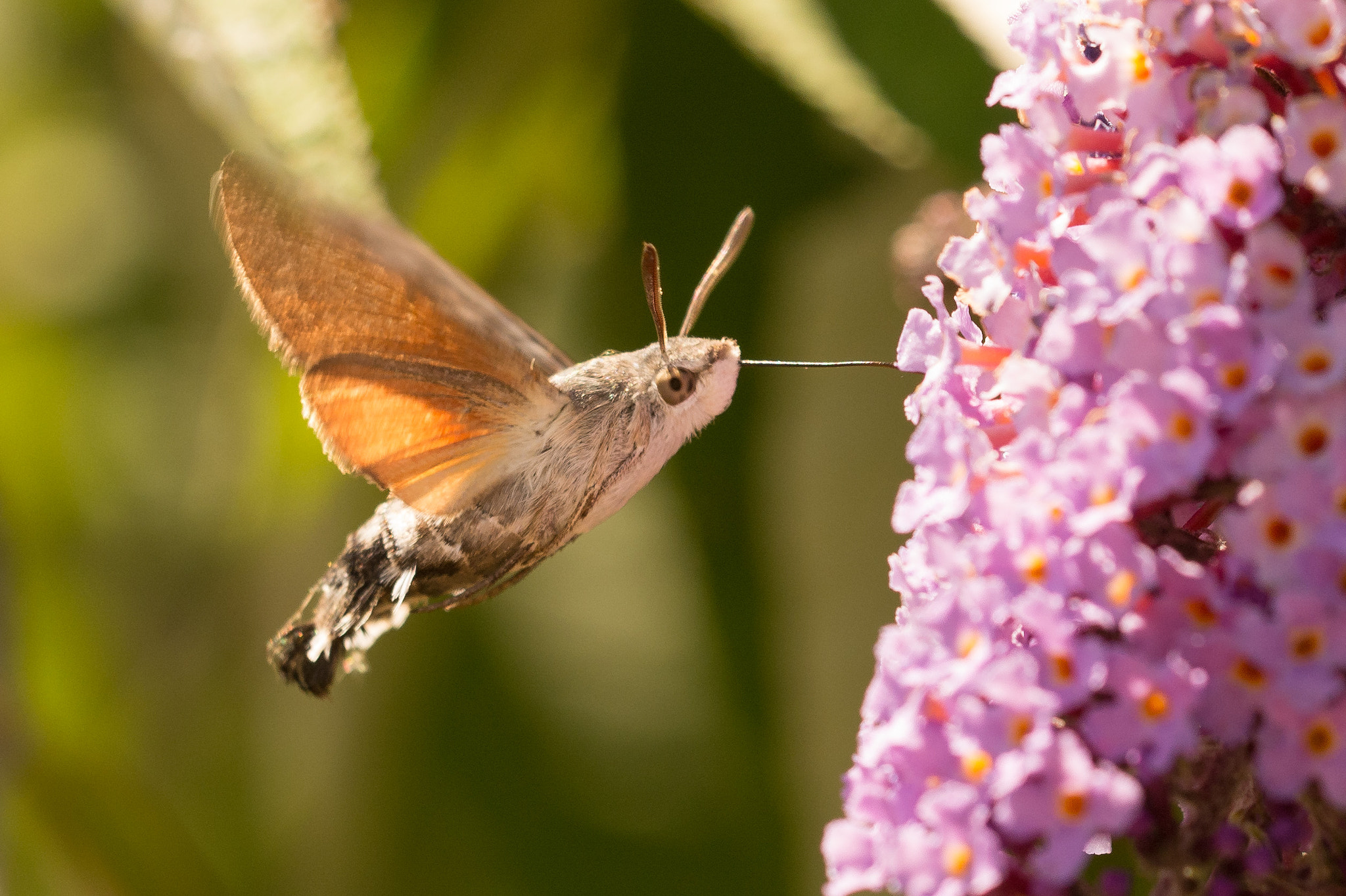 Sigma 150mm F2.8 EX DG OS Macro HSM sample photo. Hummingbird hawk-moth photography