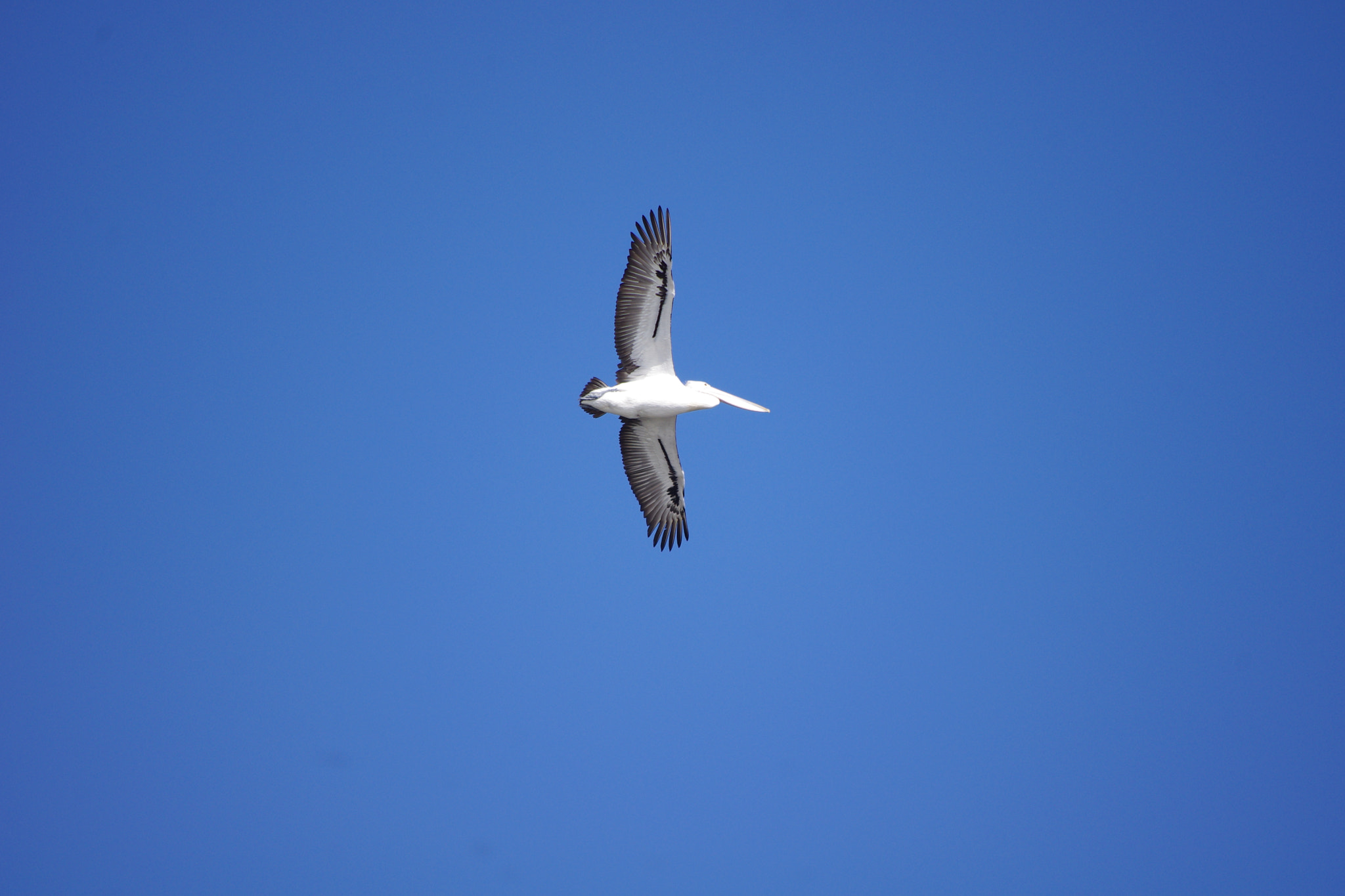 Pentax smc DA 55-300mm F4.0-5.8 ED sample photo. Pelican photography
