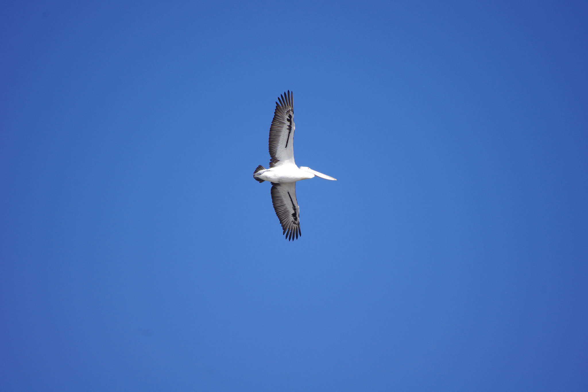 Pentax K-x + Pentax smc DA 55-300mm F4.0-5.8 ED sample photo. Pelican photography