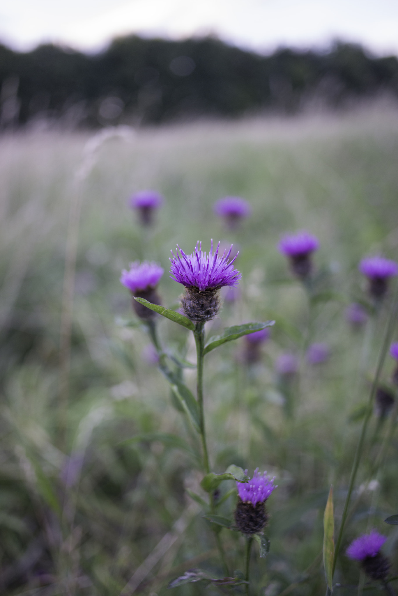 Nikon D800 + Nikon AF Nikkor 28mm F2.8D sample photo. Thistle photography