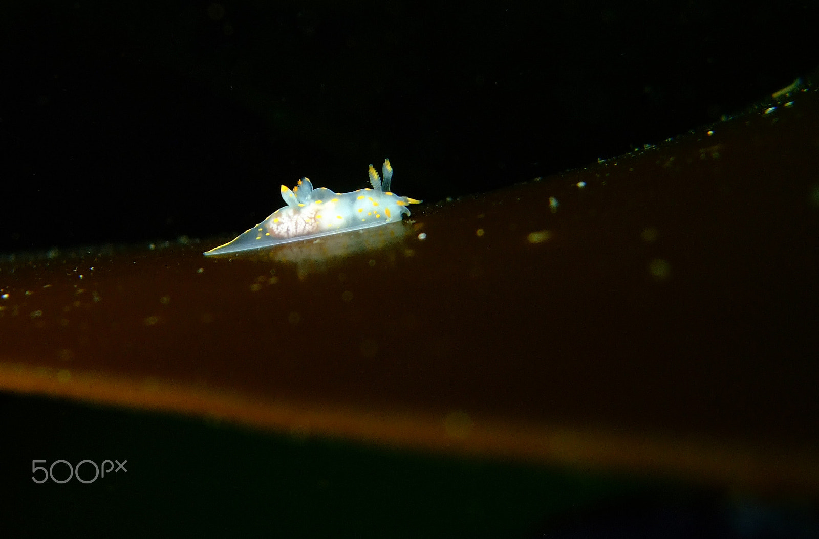 Fujifilm FinePix F30 sample photo. Nudibranch photography