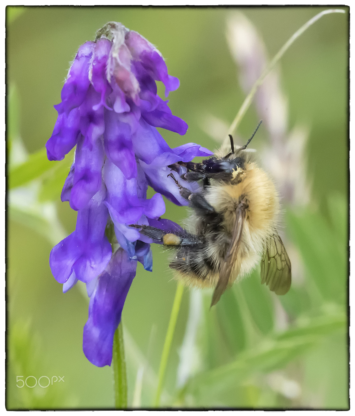 Canon EF 180mm F3.5L Macro USM sample photo. Feeding station photography
