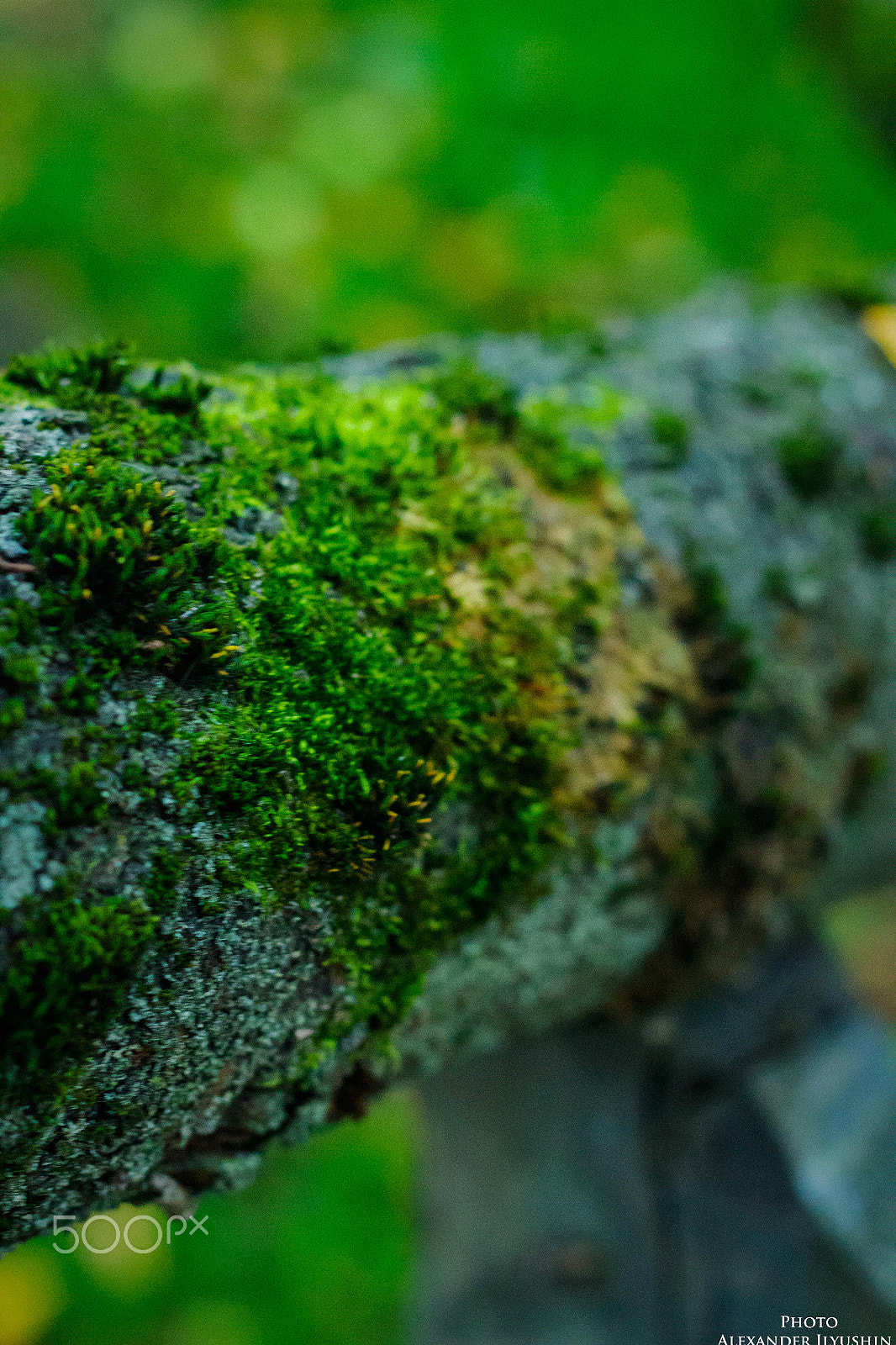 Canon EOS 650D (EOS Rebel T4i / EOS Kiss X6i) + Canon EF 50mm F1.8 II sample photo. Moss (plants) photography