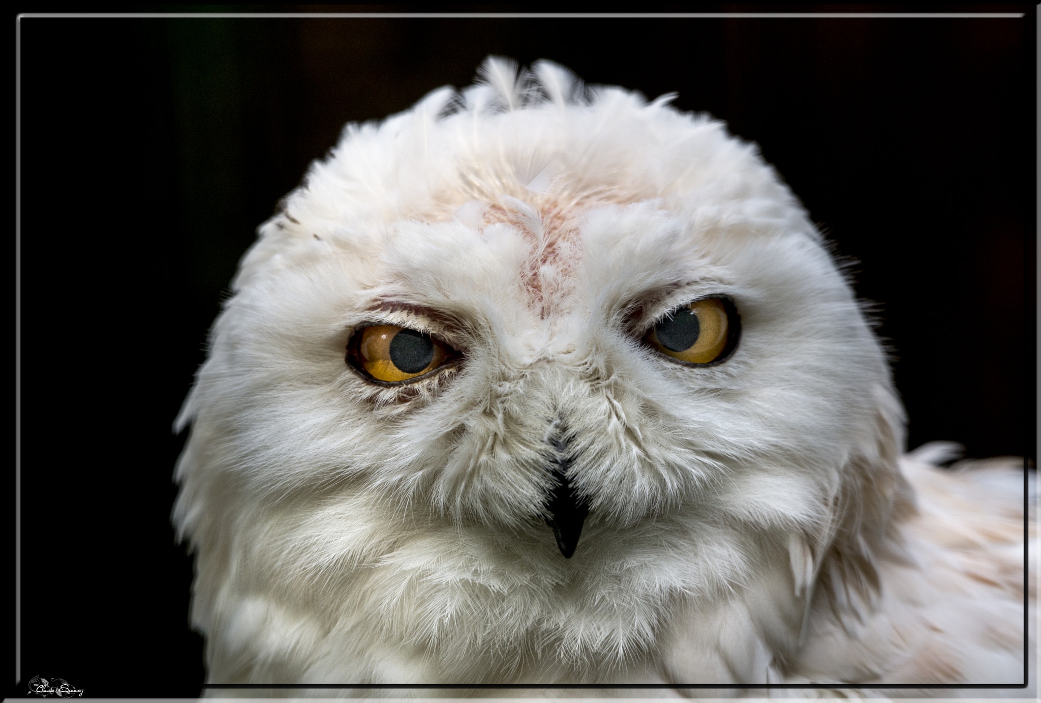 Sigma 120-400mm F4.5-5.6 DG OS HSM sample photo. Owl photography