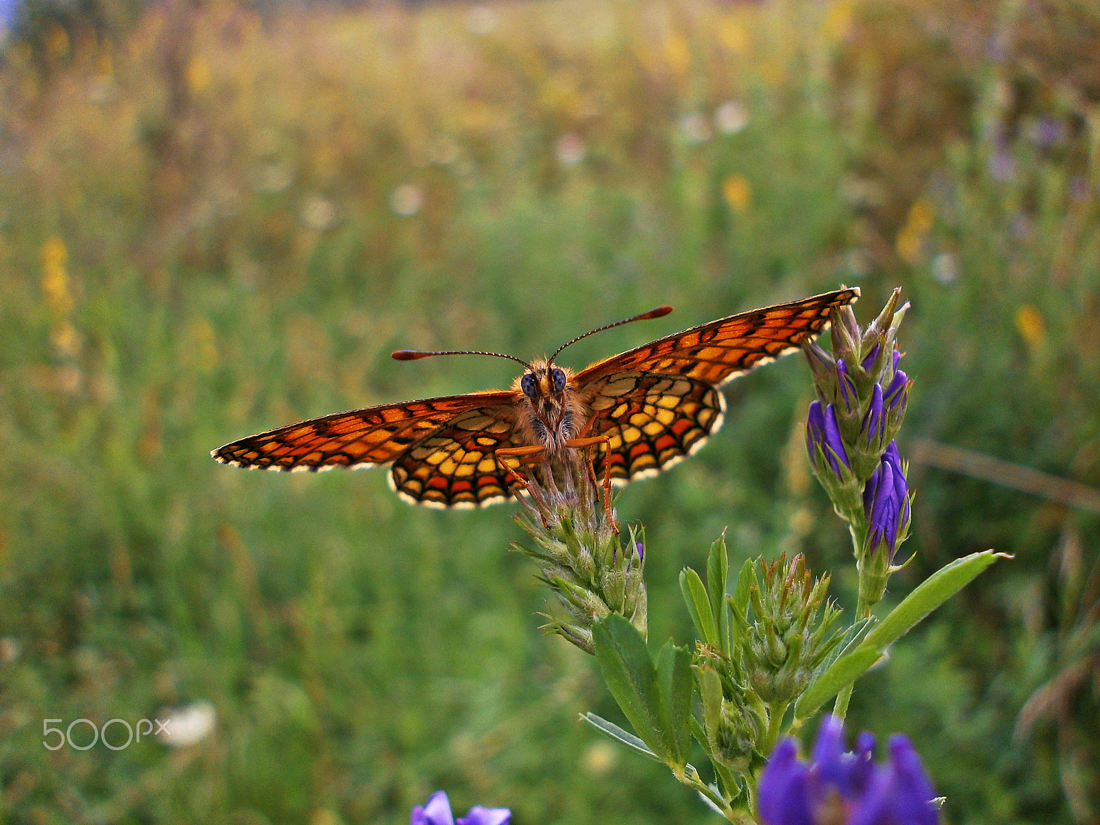 Olympus VG110,D700 sample photo. Butterfly 3 photography