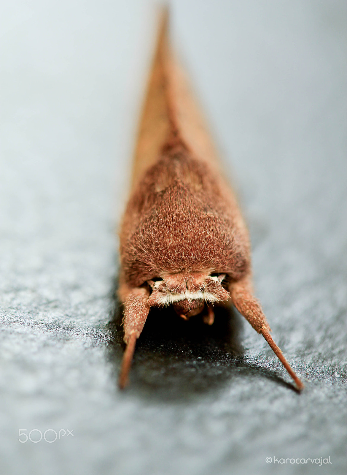 Canon EF-S 60mm F2.8 Macro USM sample photo. Paloma cara murciélago photography