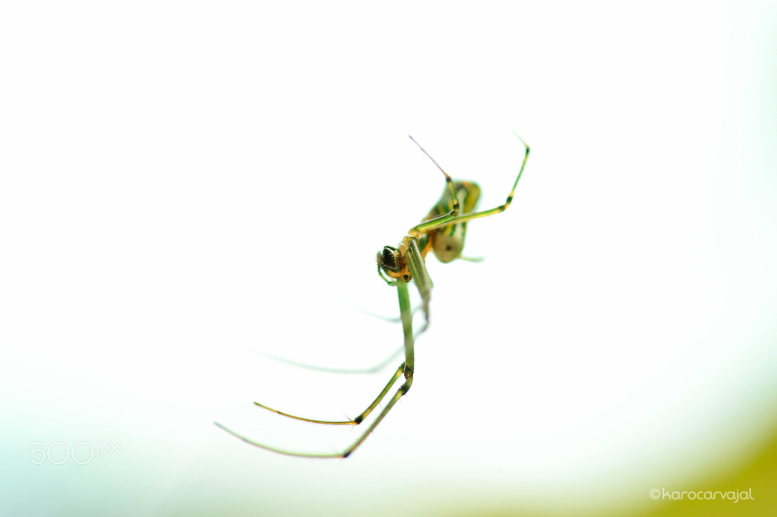 Canon EF-S 60mm F2.8 Macro USM sample photo. Araña de jardín photography