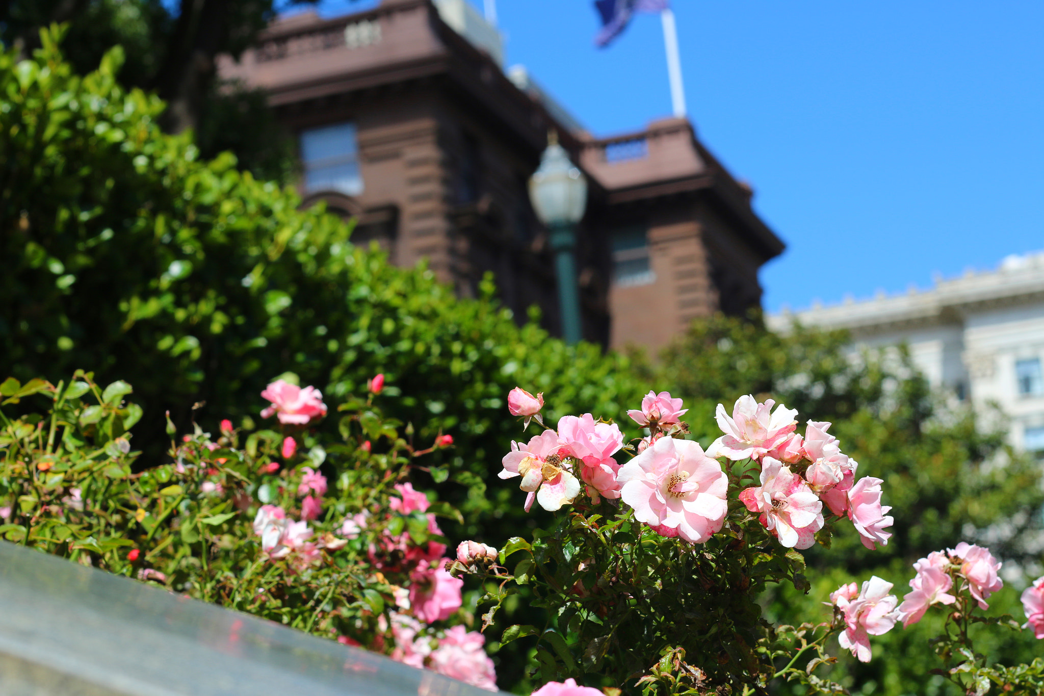 Canon EOS 70D + Canon EF 50mm f/1.8 sample photo. Pink flowers in san francisco photography