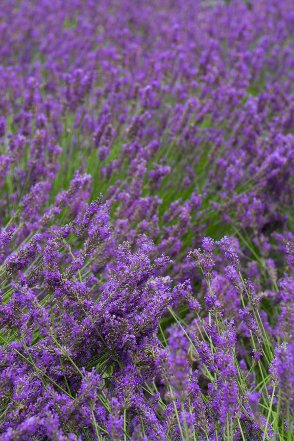 Nikon AF-S Nikkor 24-70mm F2.8G ED sample photo. *** photography