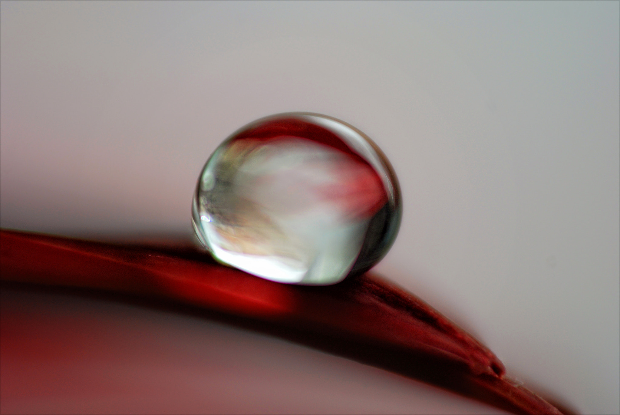 Nikon AF-S DX Micro-Nikkor 85mm F3.5G ED VR sample photo. ~ velvet suite ~ photography
