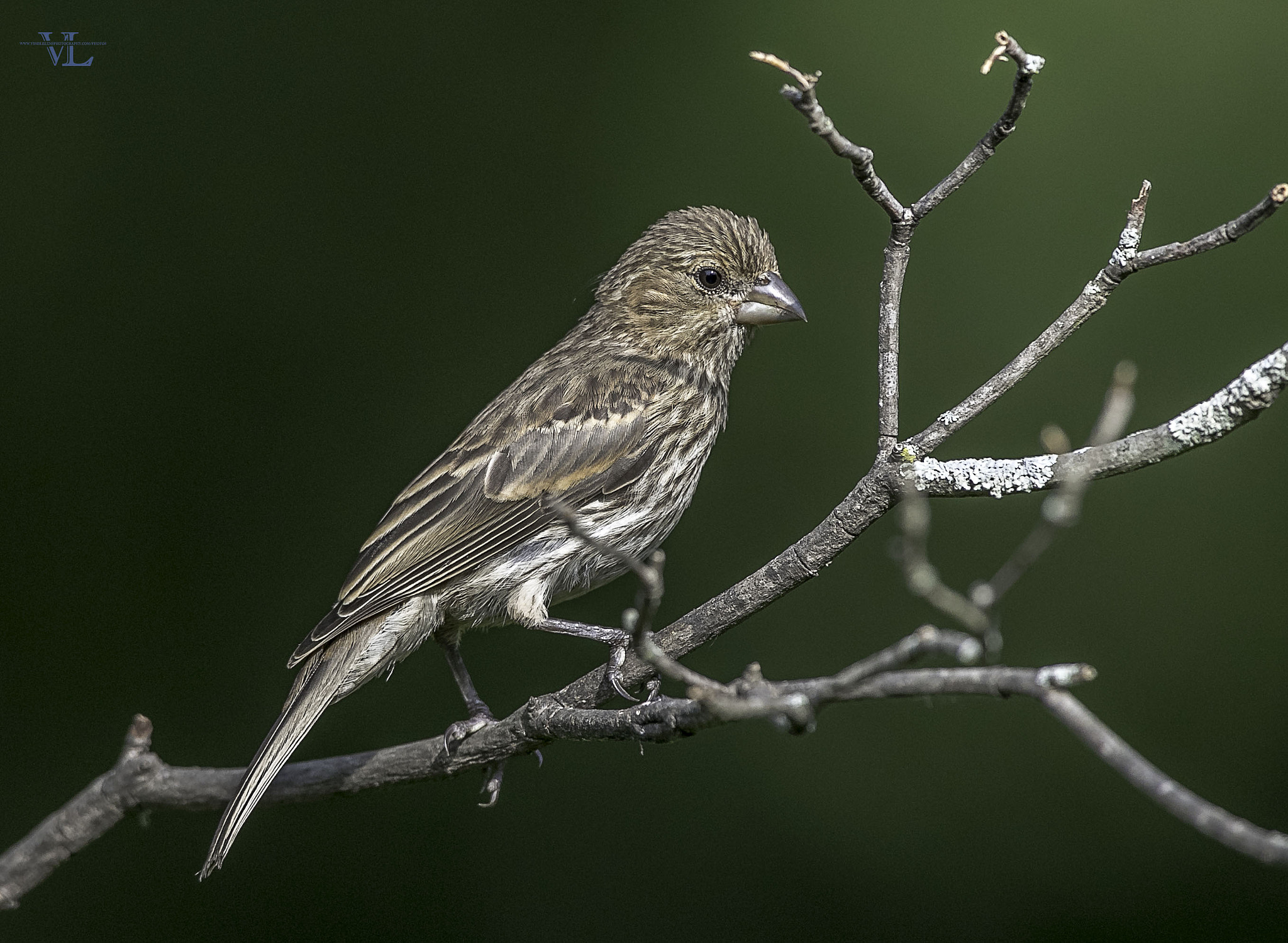 Canon EF 600mm F4L IS USM sample photo. Song bird photography