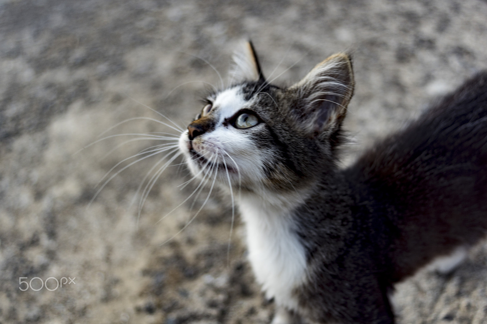 Sony SLT-A68 + Sony 28mm F2.8 sample photo. Little, little cat! photography