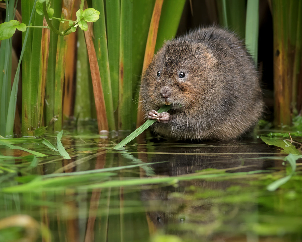 Water Vole by Phil Morgan on 500px.com