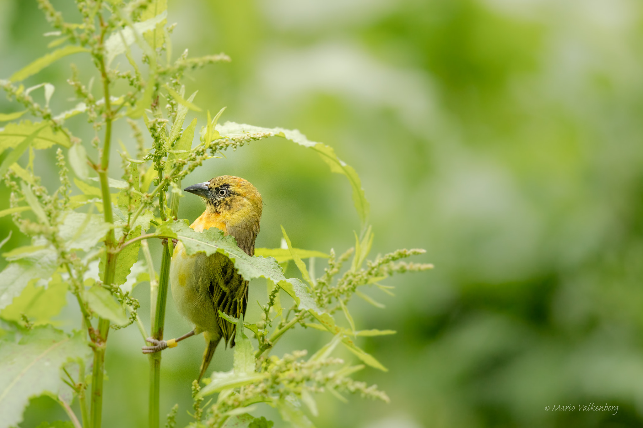 Canon EF 300mm F2.8L IS II USM sample photo. Textuur wever photography
