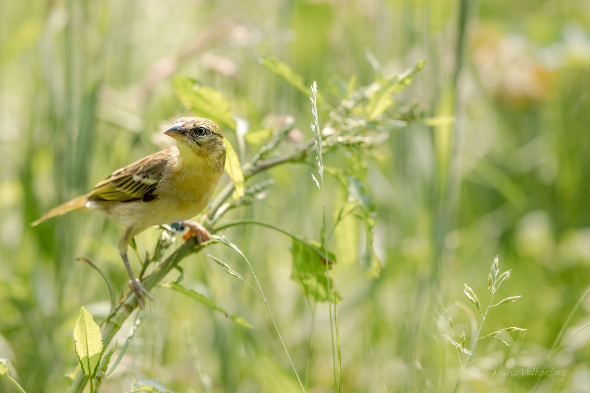 Canon EF 300mm F2.8L IS II USM sample photo. Textuur wever photography