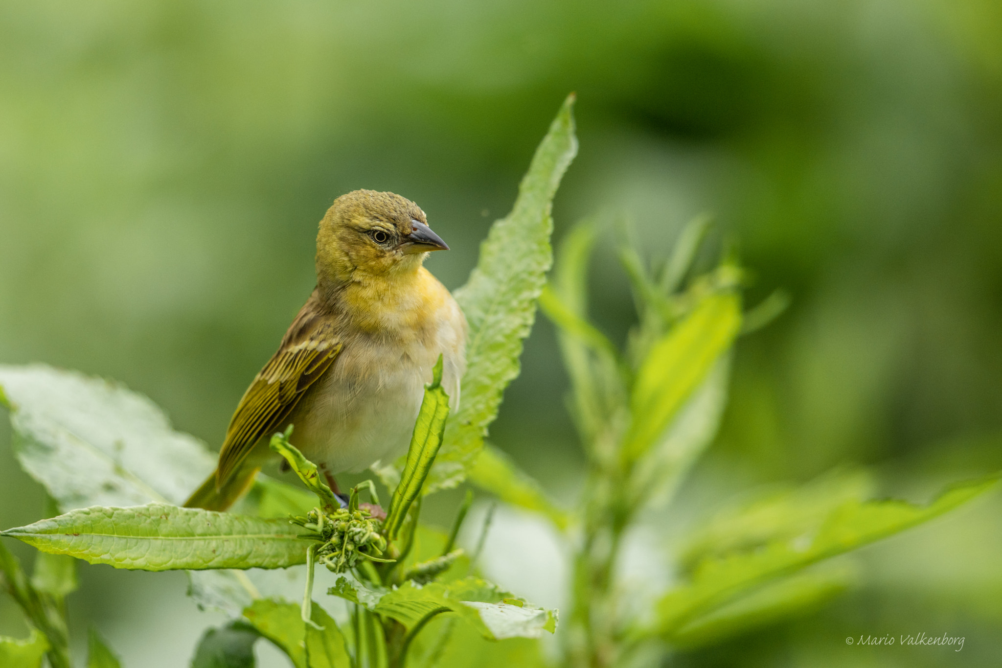 Canon EF 300mm F2.8L IS II USM sample photo. Textuur wever photography