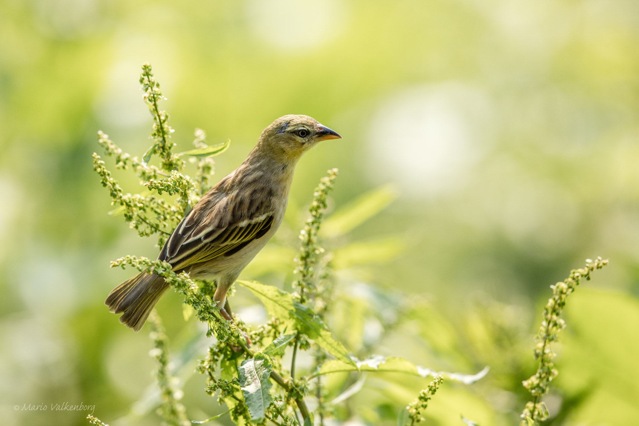 Canon EF 300mm F2.8L IS II USM sample photo. Textuur wever photography